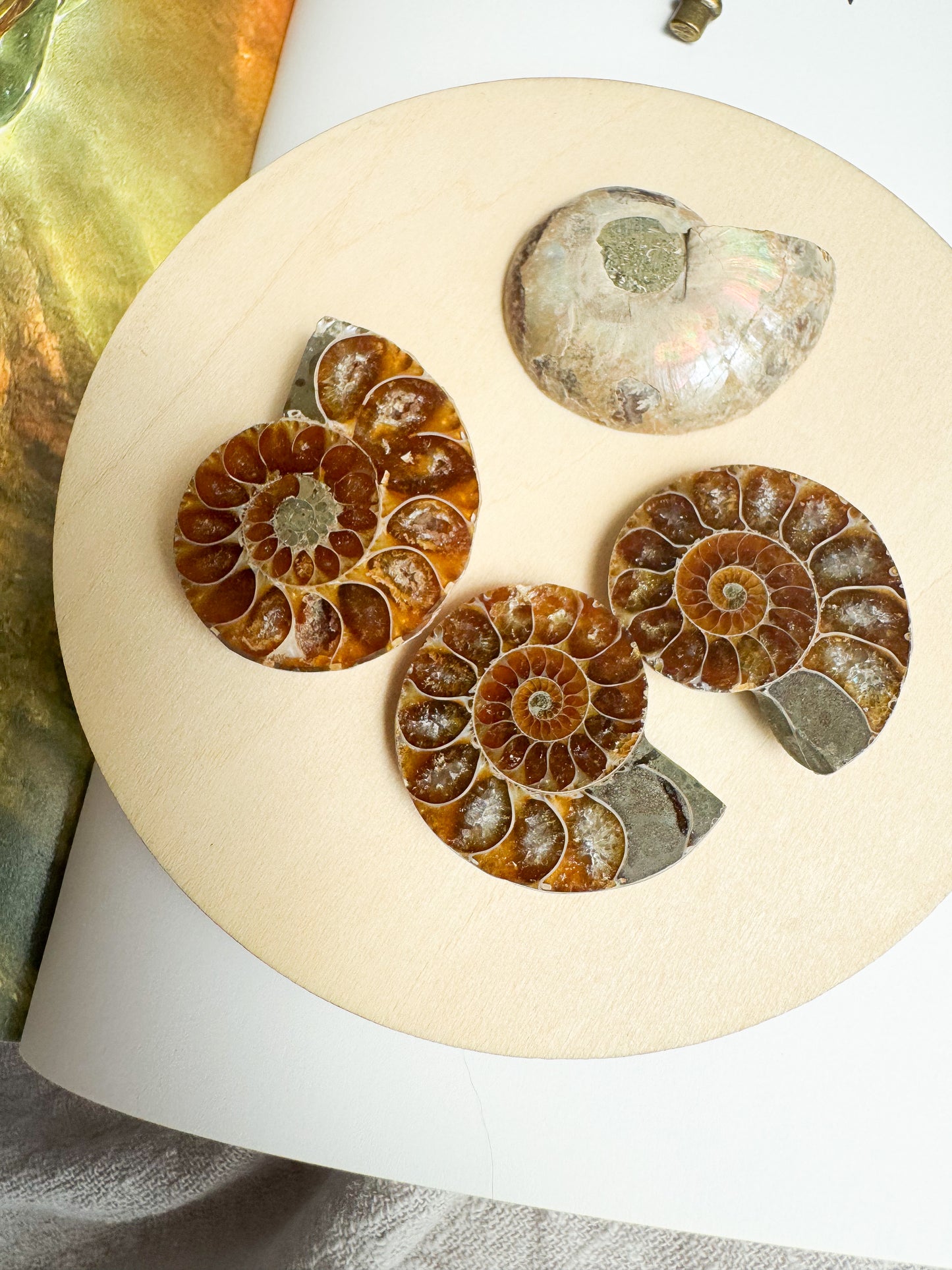 Amonite (fatia)